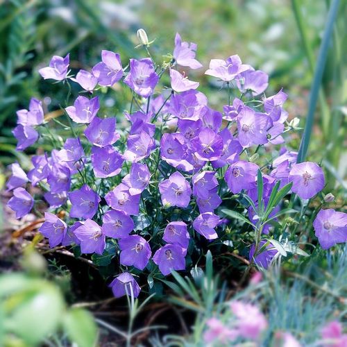 【丛生风铃草种子】广口风铃草花籽耐寒盆栽花卉蓝色阳台易活花孑