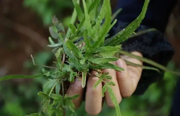 这种来自山坡的小叶凤凰尾巴草,清热解毒,是治无名肿痛的良药