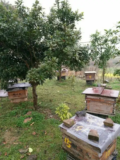 卫民养蜂场一角
