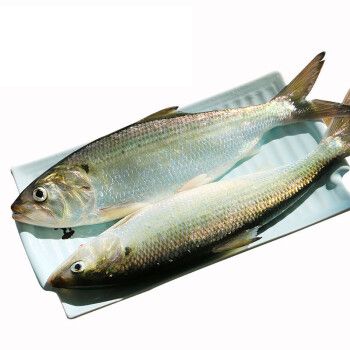 轻恋新鲜鲥鱼 鱼中珍品清水鲥鱼 大菜园鲜活水产淡水鱼 现捕现杀现发