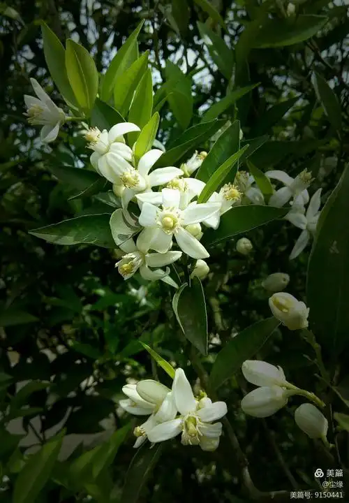 青林的橙花正香艳