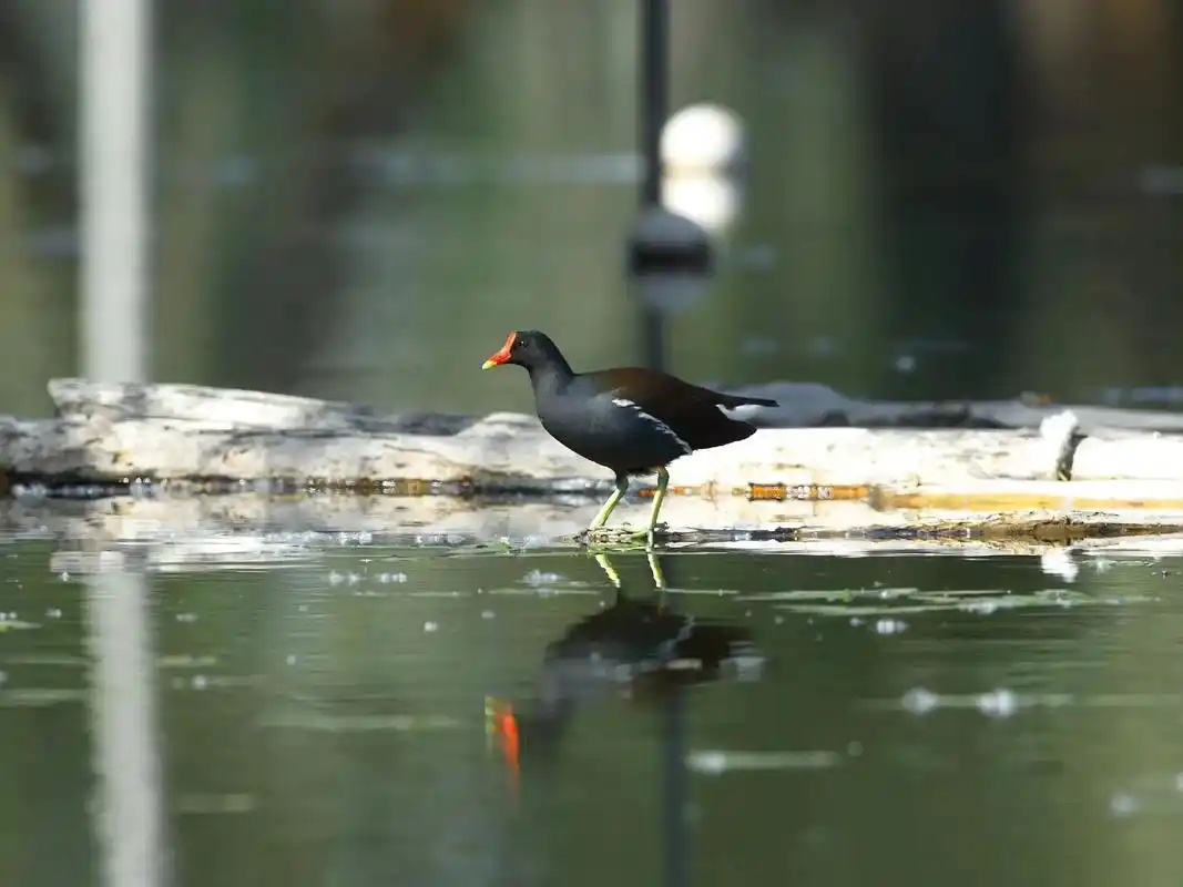 黑水鸡(又名红冠水鸡) 原创摄影.野生动物是我们人类的 - 抖音