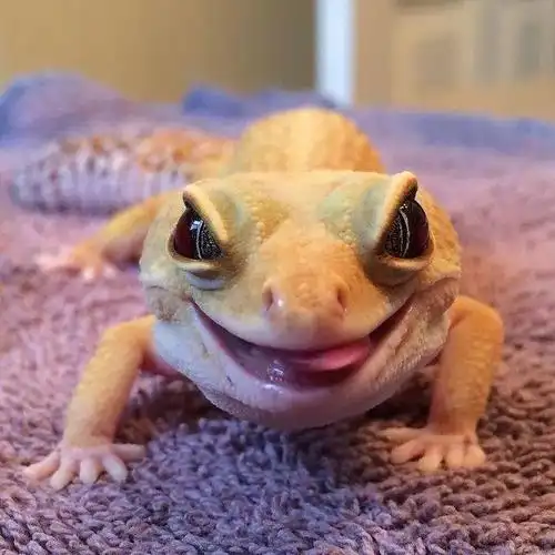 当豹纹守宫遇见艺术系"铲屎官",秒变造型百变的小可爱!