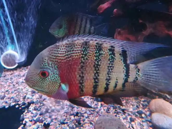 卡瑞尔帝王虎斑菠萝