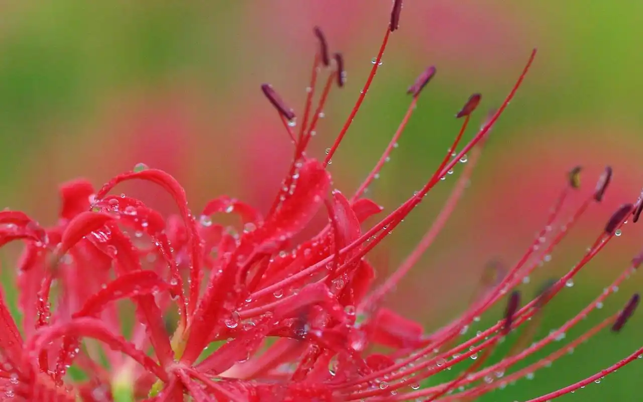 彼岸花图片素材高清桌面壁纸