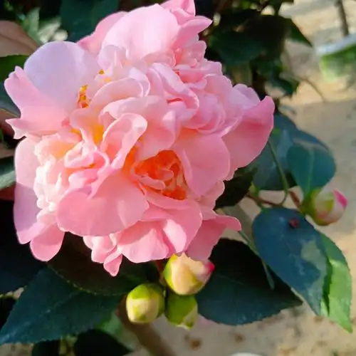 最香的茶花品种有哪些,盘点三种最香茶花排名