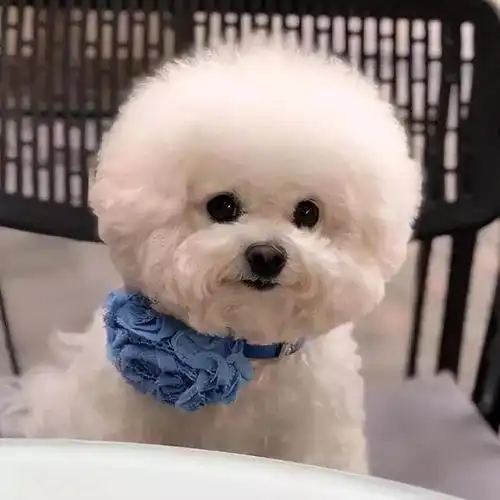 比熊虽然可爱,但是劝你想好再决定饲养!