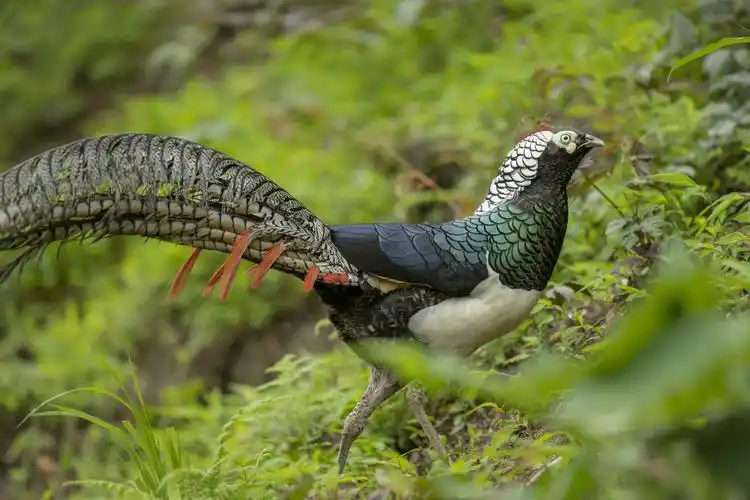 红腹角雉拍摄记!