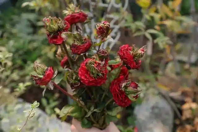 那些爱长"鼻毛"的月季,究竟是哪里出了错?