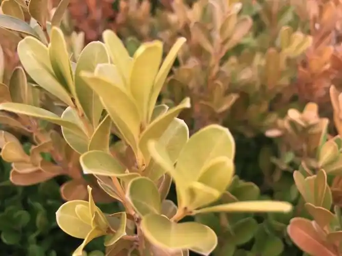 常绿的乔木有哪些(北方城市有了这些常绿植物,冬季依然可见碧绿—赏16