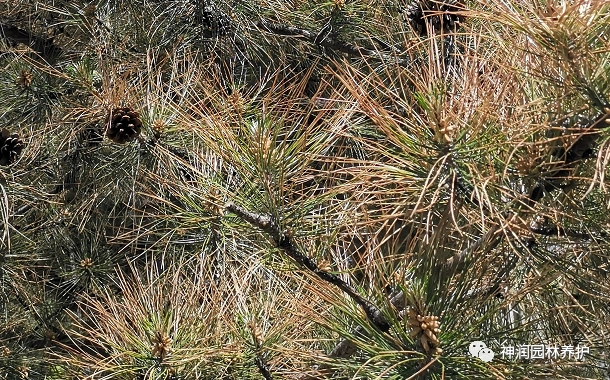 园林植保分享松赤枯病的发生与防治
