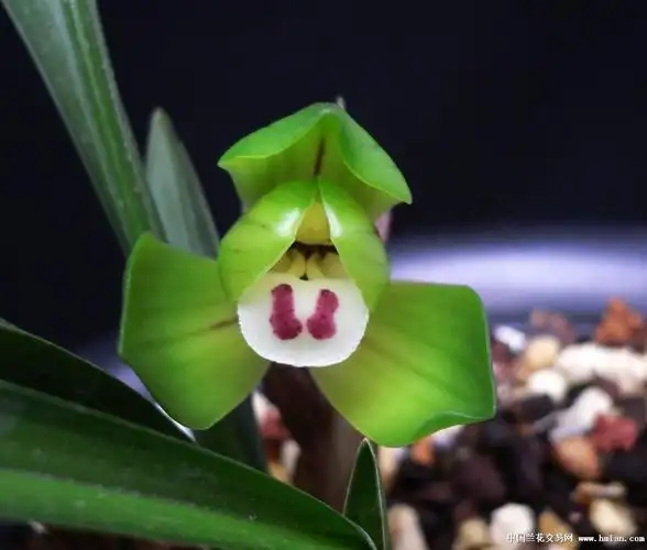 兰馨缘2013年…大富贵…开品-春兰篇-中国兰花交易网社区