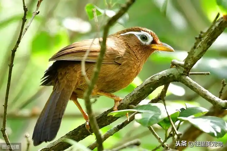 野生画眉鸟膛音洪亮,打斗凶狠,但对其驯养也如想的那么简单吗?