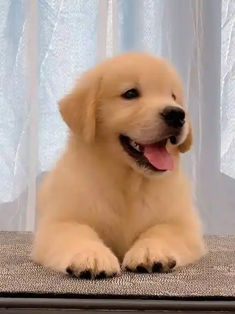 超级会笑的小金毛,人间温暖