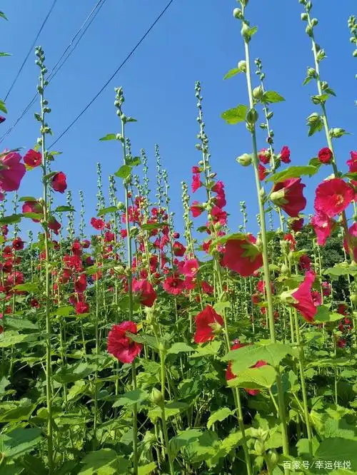 蓝天下的红花绿叶