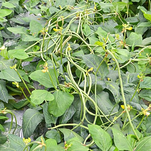 种菜记 美国无架豆种子长豆角种籽春季秋季耐热耐旱抗倒伏豇豆四季豆