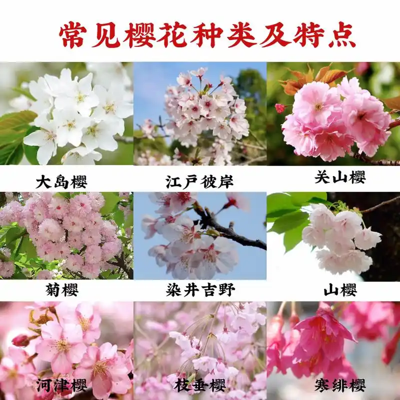 94赏樱季|常见樱花种类及特点(花期) 7815转眼又是樱花盛开的