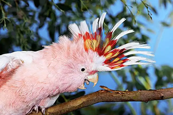 凤头鹦鹉图片_全景网