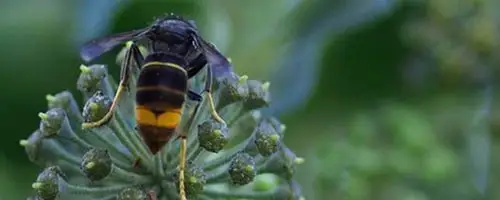 黑色个头很大的蜜蜂是啥蜂