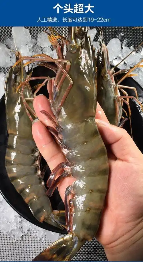 虾先生 海捕野生鬼虾黑虎虾新鲜红爪虾超大虎虾虾子大虾鲜活九节海虾