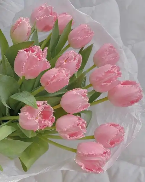 灵感分享ins风郁金香壁纸