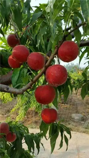 > 产品详细内容幽香蜜桃是本公司最新推广的中熟桃树新品种,临沂