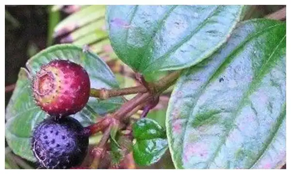 钙含量是牛奶5倍,竟不知营养价值这么高|茄子|含量|野果_新浪新闻