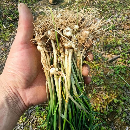 新鲜小根蒜食用新鲜野蒜小根蒜胡蒜薤白百香蒜现挖现发野蒜野菜 1000g