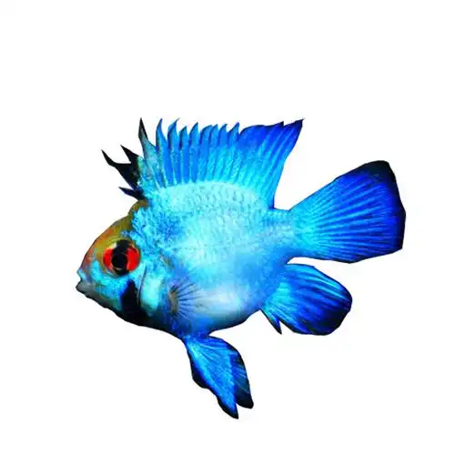 阿凡达蓝波金波活体观赏鱼淡水小型热带鱼亲嘴鱼迷你鱼