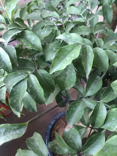 幸福树上有这样的白斑,是生病了么?