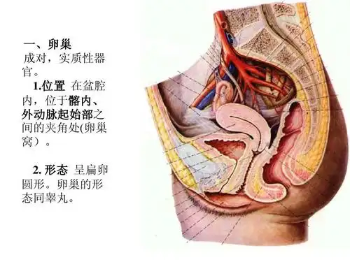 形态 呈扁卵 圆形.卵巢的形 态同睾丸.