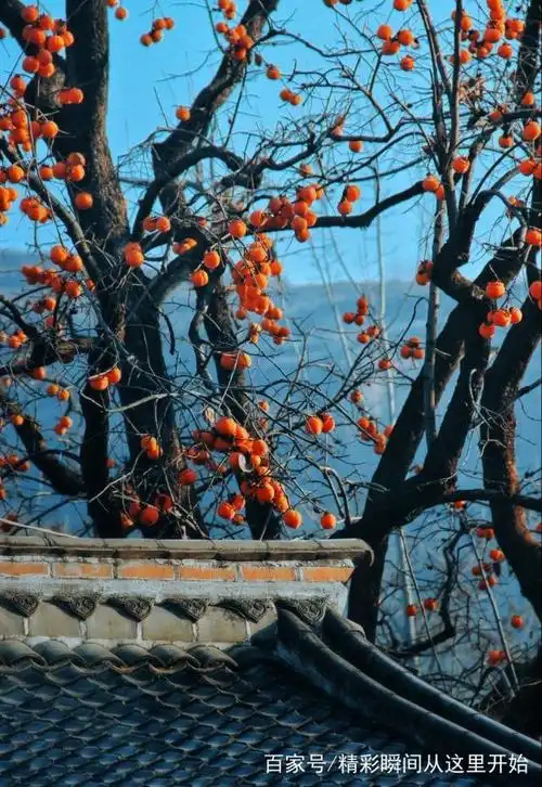 深秋,柿子丰收的季节到了.