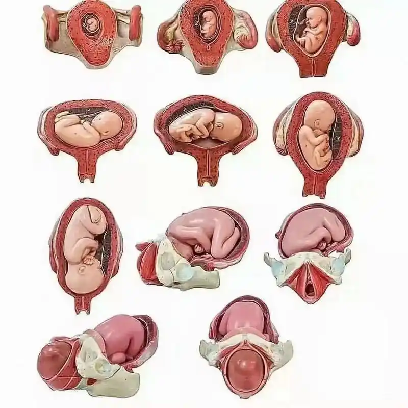 怀孕的不同月份胎儿的姿势变化 67妈妈在努97       怀孕的不同