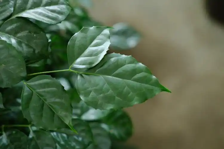 绿宝树怎么修剪