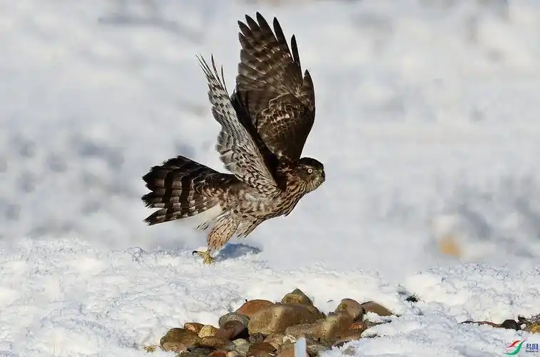 雪域苍鹰