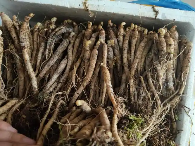 1元新鲜人参带土 鲜土参 满30个包邮