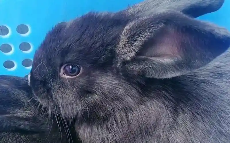 【毛球】黑毛长耳怪