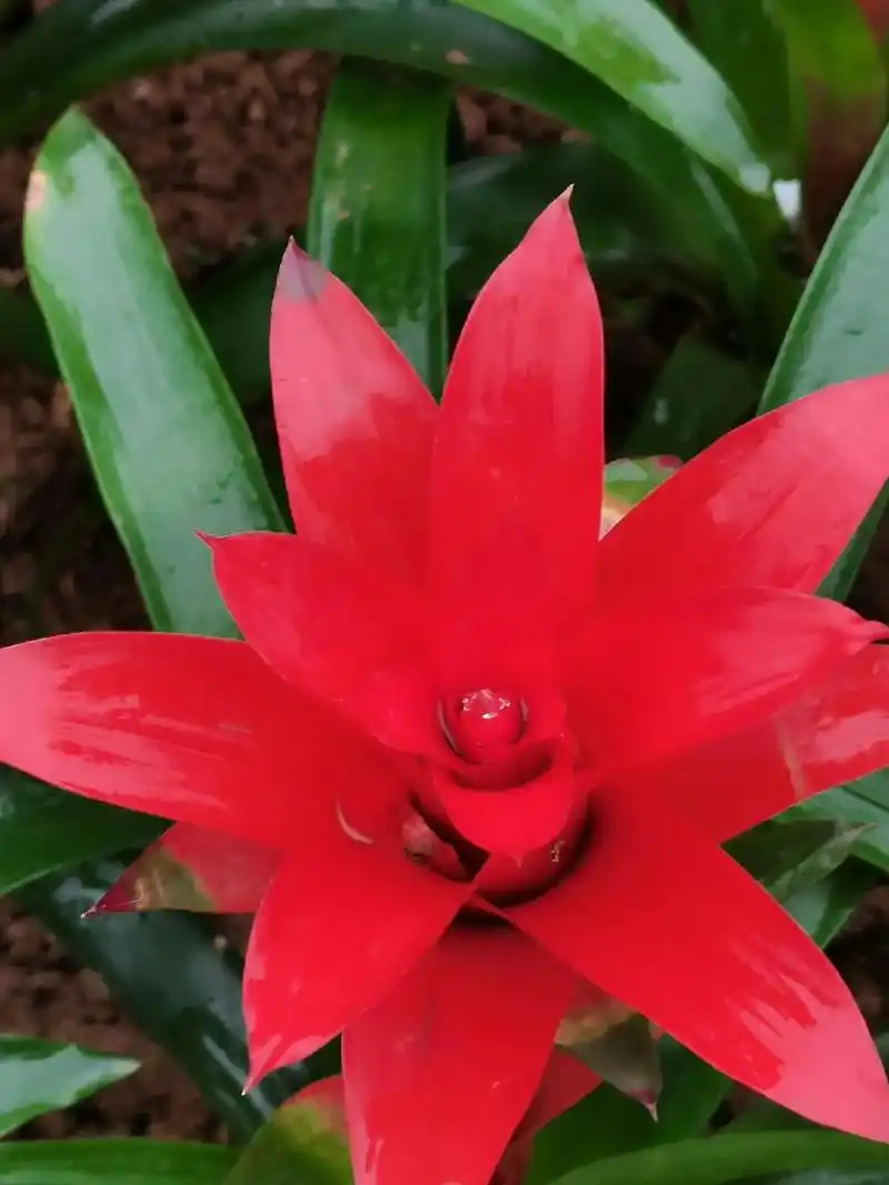 星花凤梨(鸿运当头)星花凤梨 在新的一年里祝大家鸿运当头!  - 抖音