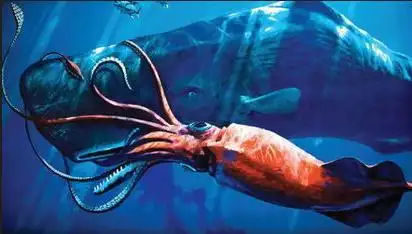 抹香鲸吃大王乌贼图片