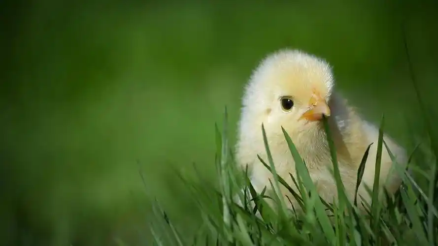 可爱的小鸡仔壁纸