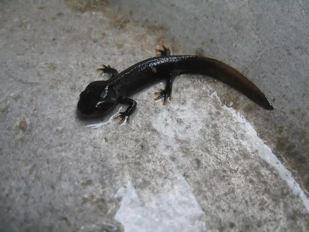 无法解释的那些生命循环,第四个雌雄同体,最后一个违背自然法则