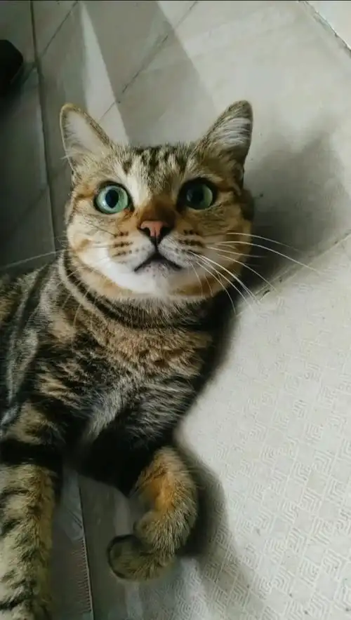 来,给他们凶一个.#狸花猫#家有喵星人