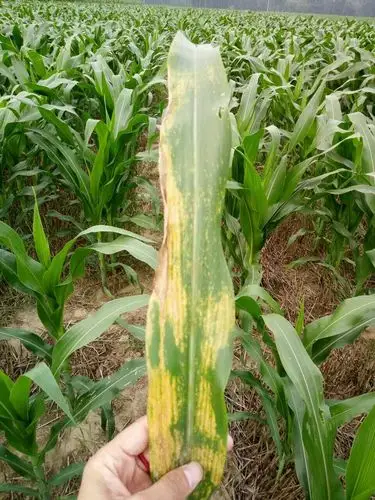 各位专家给看看这玉米是怎么了