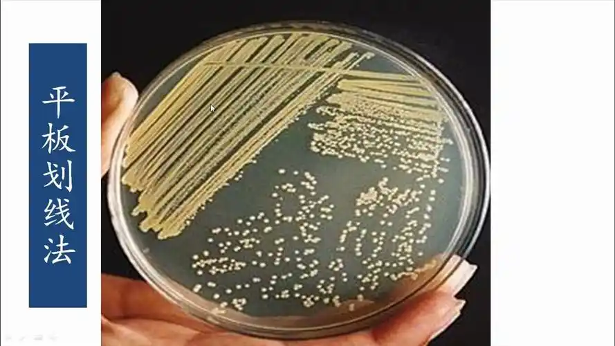 微生物的实验室培养(第三课时)