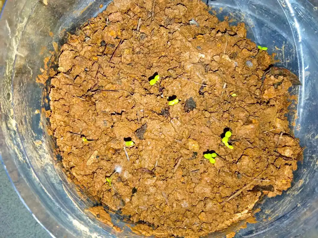 小雏菊成长记 ,第一版.播种种子,细心呵护,静待花开. - 抖音