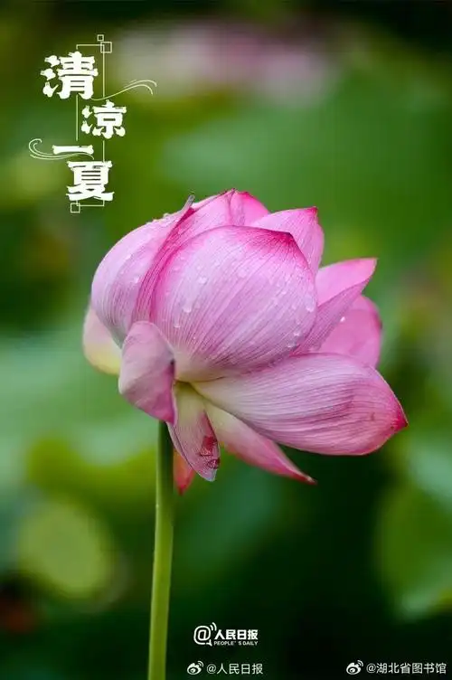 明日夏至##这套夏日壁纸看看就很解暑##鄂小图跟你说早安