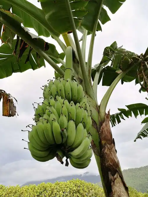 香蕉树