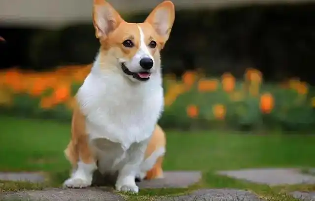 为什么以前很受欢迎的柯基,现在却越来越不受欢迎了