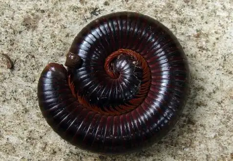 吃什么食物?有毒吗?天敌是谁?