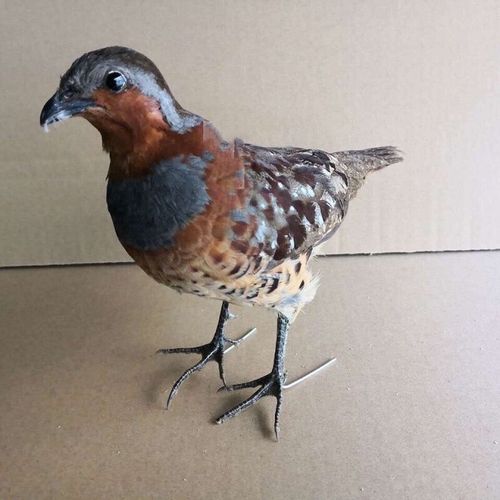 竹鸡标本假媒竹鸡模型新款户外竹鸡模型摆件竹鸡假媒仿真竹鸡标本